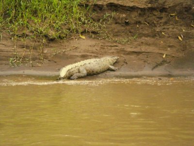 Sarapiqui Crocodiles.jpg
