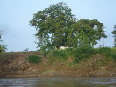 Shore of Sarapiqui River.jpg