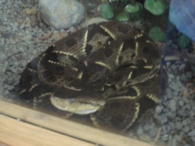 Snakes at Sarapiqui Ranch (2).jpg