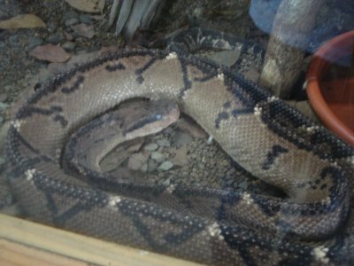 Snakes at Sarapiqui Ranch (3).jpg