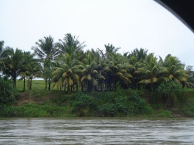 Trees on Sarapiqui River.jpg