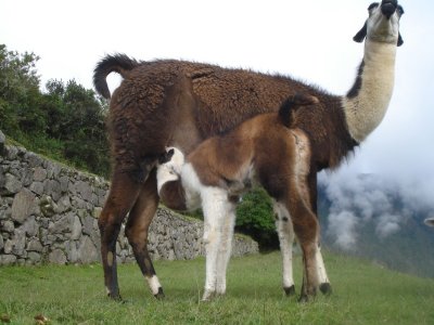 Baby Alpaca Feeding on Machu Picchu.jpg