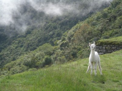 Baby Alpaca on Machu Picchu.jpg