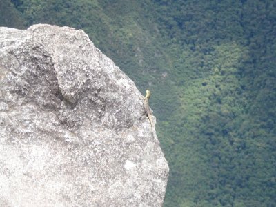 Lizard on Wayna Picchu.jpg