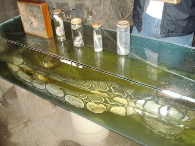 Huge Snake at Museo Inti-Nan.jpg