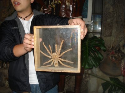 Huge Spider at Museo Inti-Nan.jpg