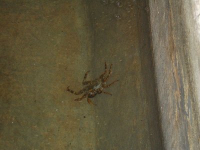 Crab in Lands Inn Pool.jpg
