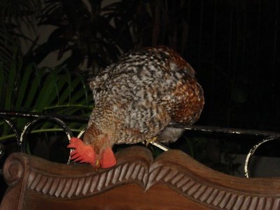 Chicken at Tamarindo Hostel (2).jpg