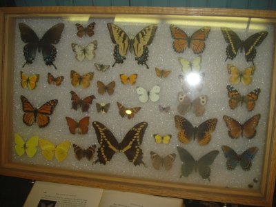 Butterfly Collection at Enchanted Caves.jpg