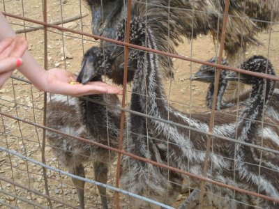 Ashley Feeds Baby Emus.jpg