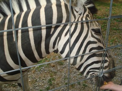 Feeding Zebra.jpg