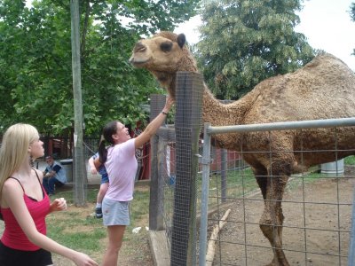 Mother and Camel.jpg