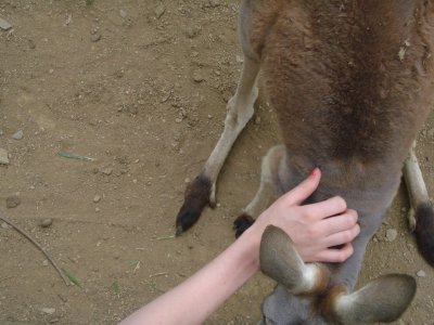 Petting a Kangaroo.jpg
