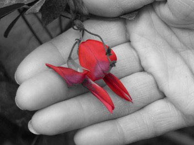 dusky coral pea 2.jpg