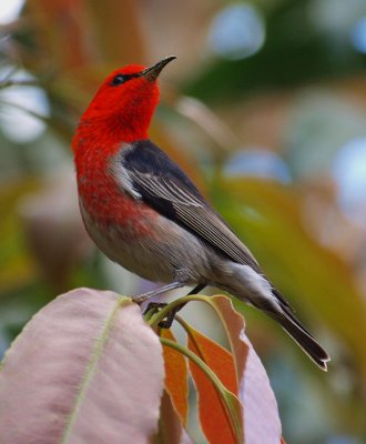 Scarlet Honeyeater 1.jpg