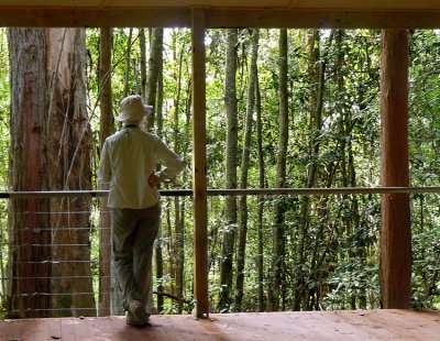 Forest  Shelter - Frame