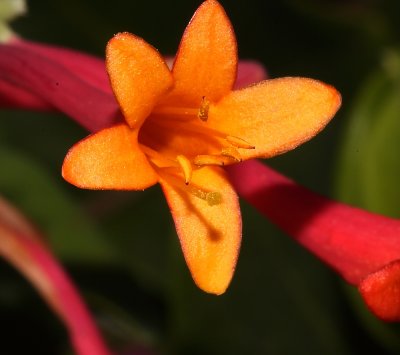 honeysuckle.JPG