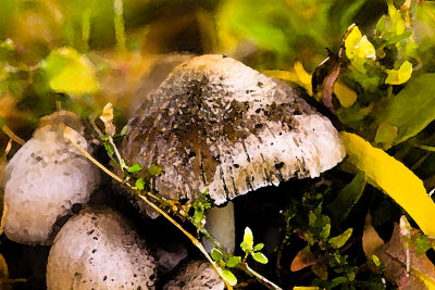 mushroom art.jpg