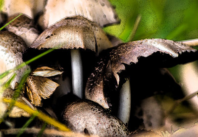 mushrooms art.jpg