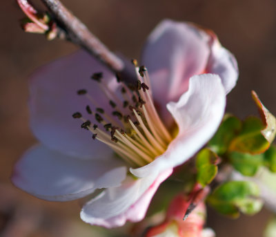 spring quince.jpg
