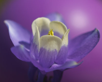 columbine