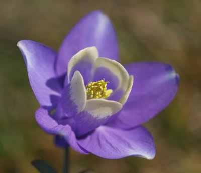 Columbine