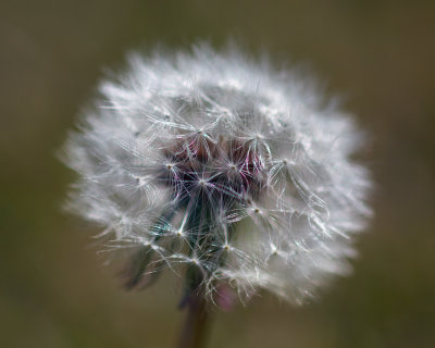 spring wishes.jpg