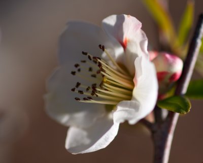 Quince II.jpg