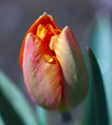 tulip.jpg