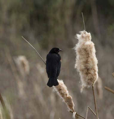 Redwing Blackbird Cattail Perch.jpg