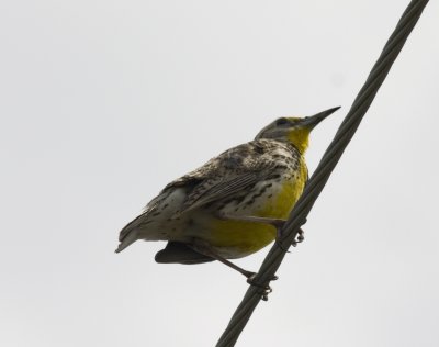 Meadowlark II.jpg