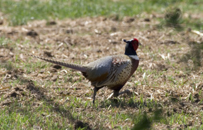 Pheasant.jpg