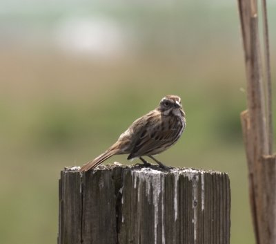 Sparrow II.jpg