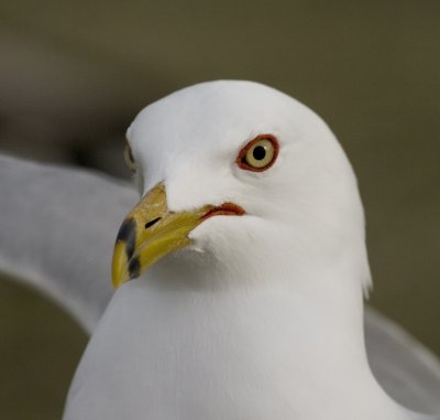 Seagull Head.jpg