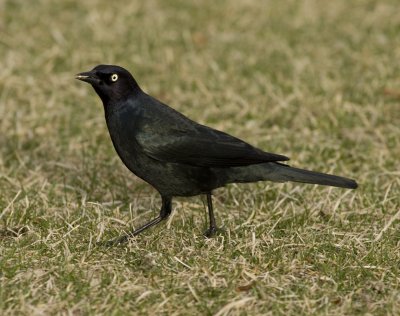 Brewers Blackbird.jpg