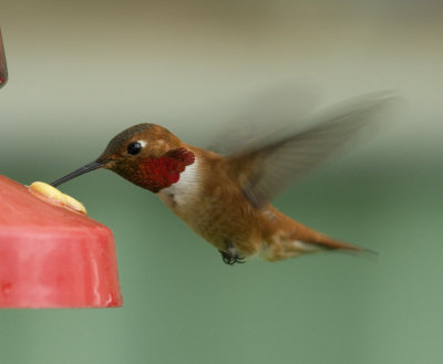 Humingbird.jpg