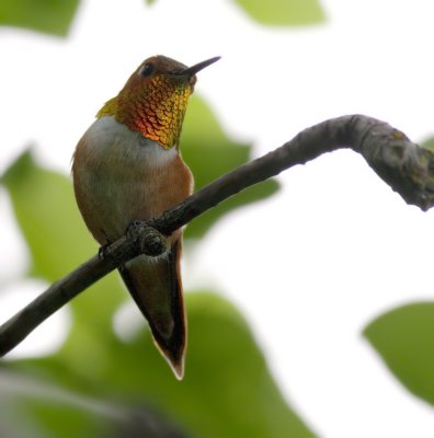roufous hummingbird.jpg