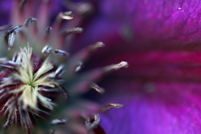 clematis close.jpg
