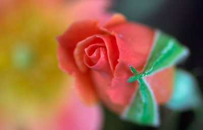 budding rose.jpg