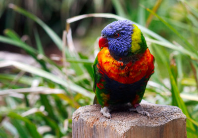 lorakeet perch.jpg