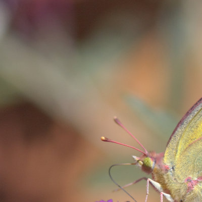 sulpher butterfly mosiac 1.jpg