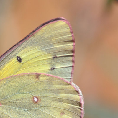 sulpher butterfly mosiac 2.jpg