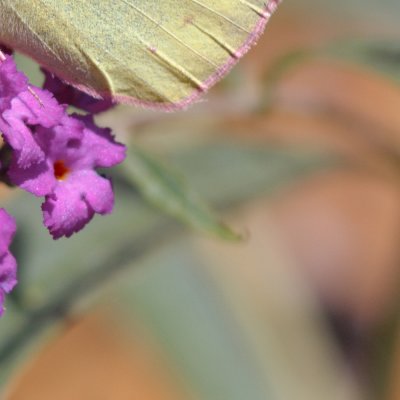 sulpher butterfly mosiac4.jpg