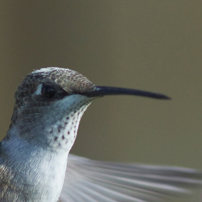 hummingbird statice2.jpg
