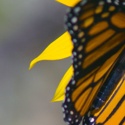 mosiac monarch4.jpg