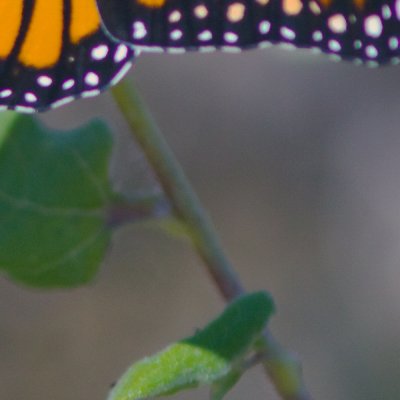 mosiac monarch8.jpg