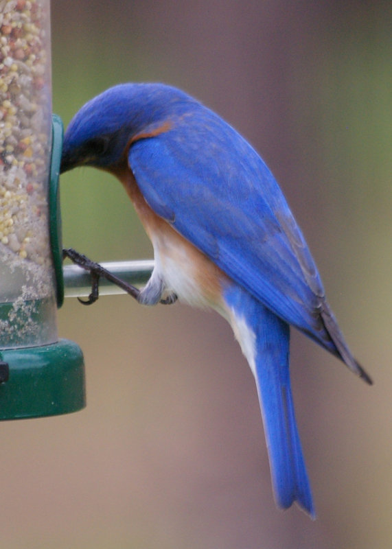 Bluebird