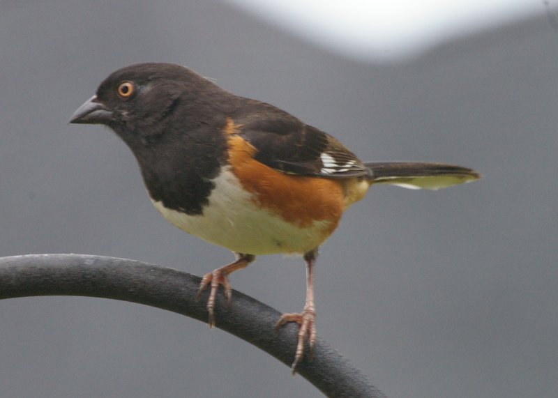 towhee.jpg