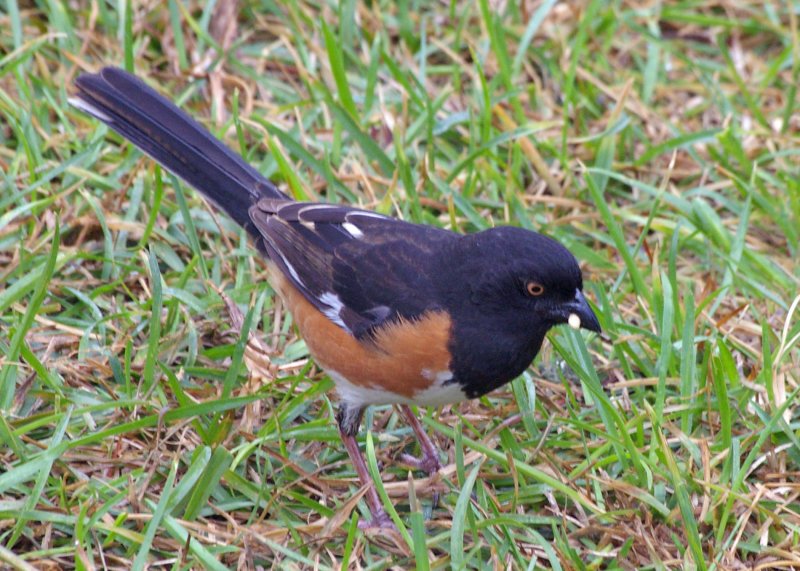 MaleTowhee