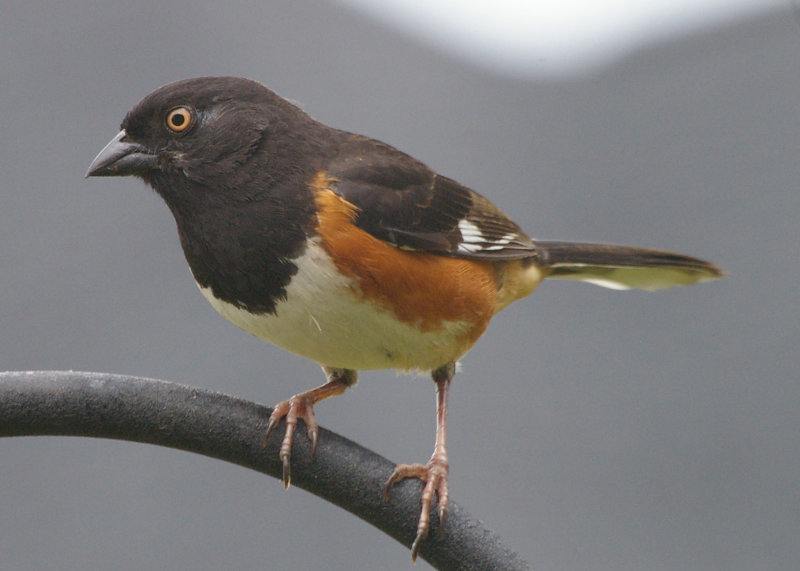 FemaleTowhee